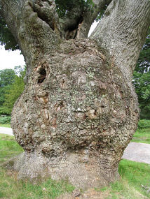Oak, copyright Colin Hayes